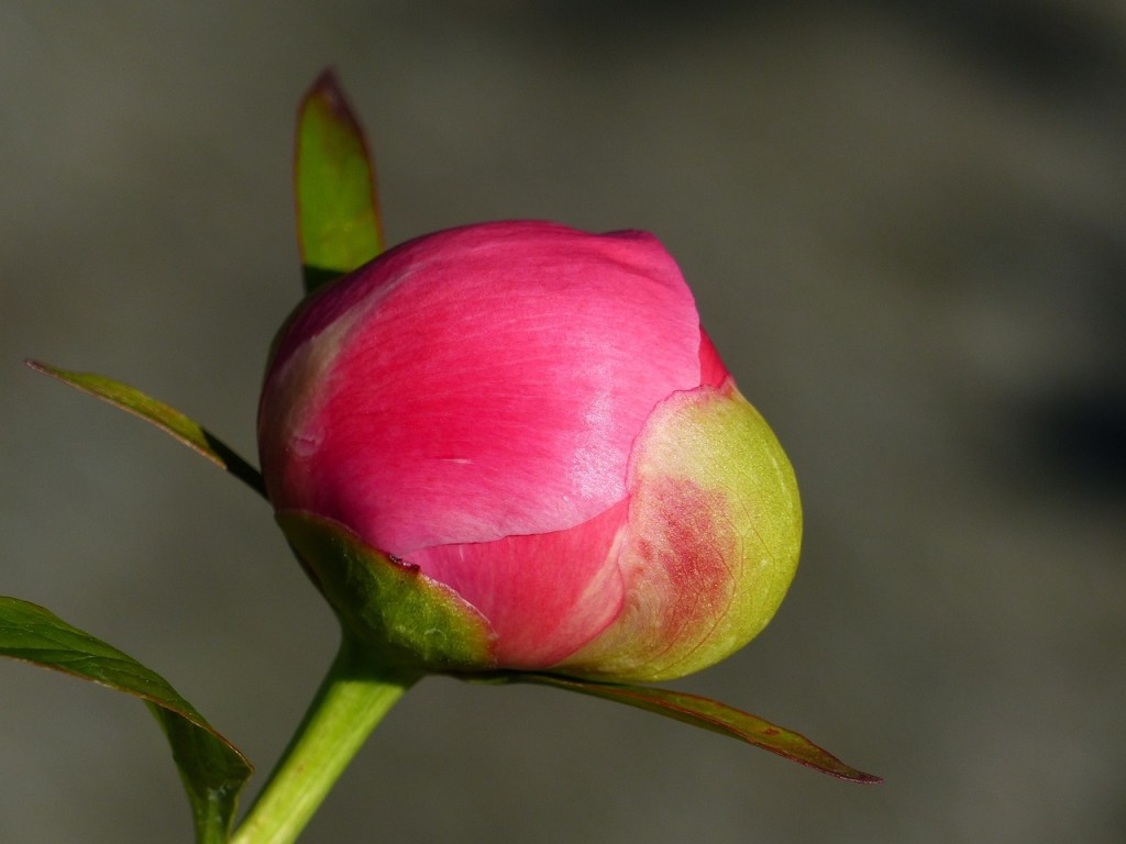 I väntan på&nbsp;blomning
