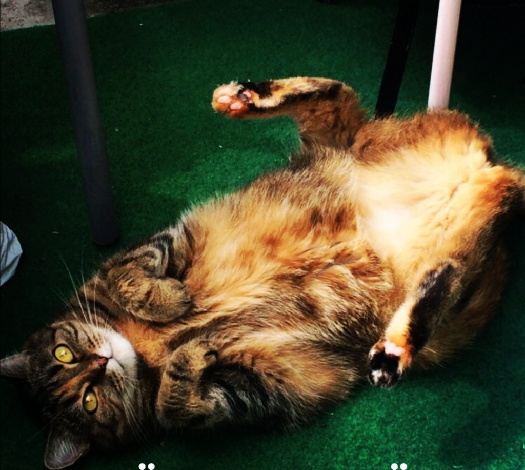 Sorgerliga saker hända