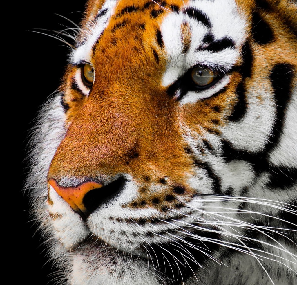 Tigern